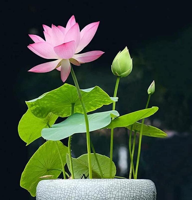Semínka lotosu Bonsai – 10 barevných semínek vodního lotosu pro vodní zahrady a vnitřní použití